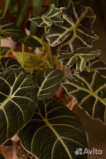 Комнатные растения цветы