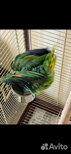 Зеленый амазон