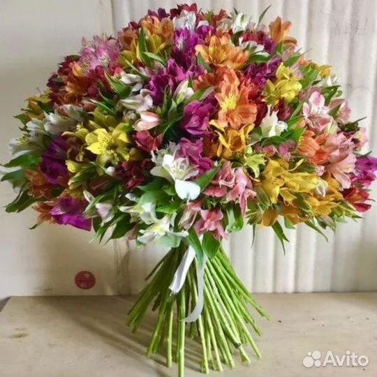 Альстромерия