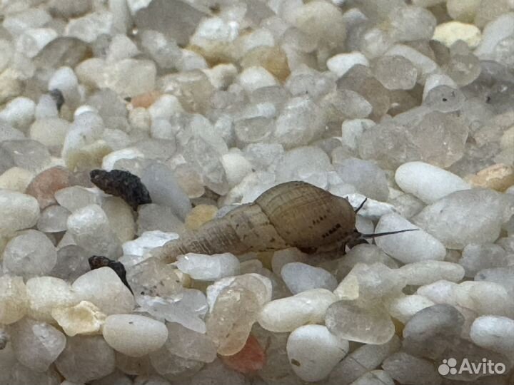 Аквариумные улитки мелания