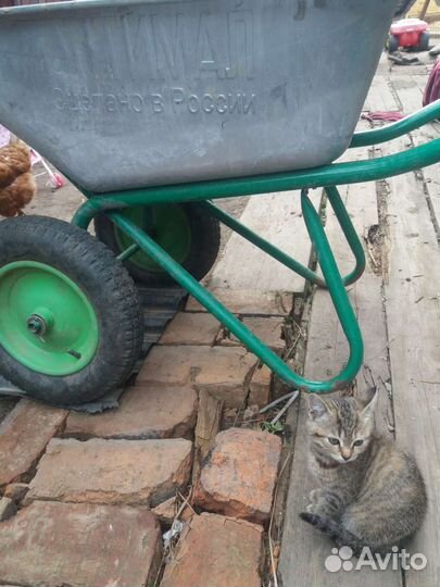 Самокат взрослый