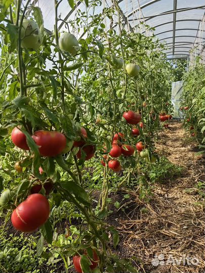 Помидоры домашние красные с куста