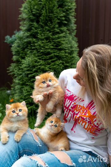 Котики и кошечки