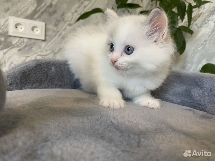 Котята с голубыми глазами