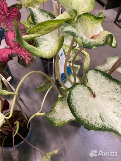 Каладиум микс Caladium mix 30/13