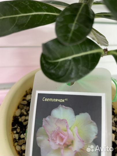 В наличии адениумы сортовые