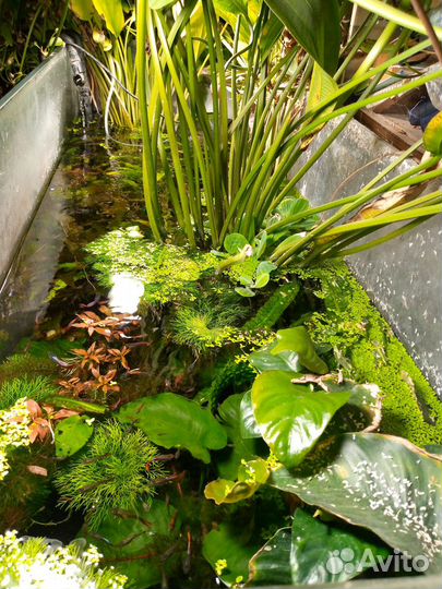 Продаются рыбки Гуппи, Анциструсы,растения