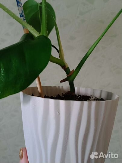 Монстера деликатесная