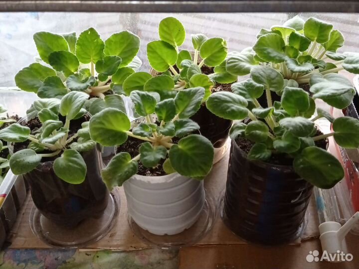 Фиалка цветущая, детки, листочки