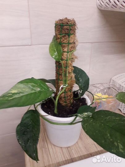 Эпипремнум пиннатум вайт