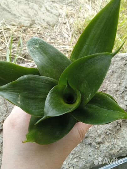 Сансевиерия ханни