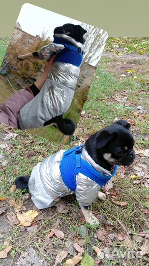 Зимний костюм для собак