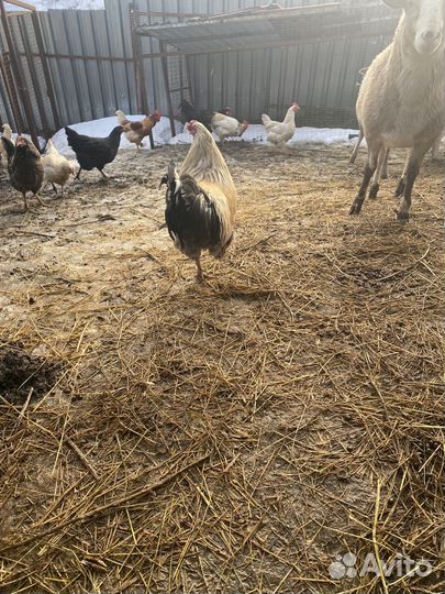 Куры петухи