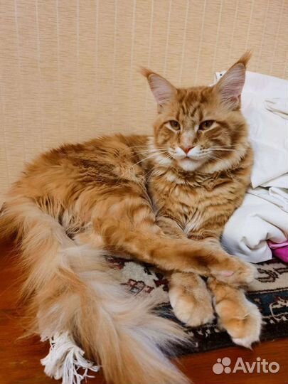 Рыжее счастье