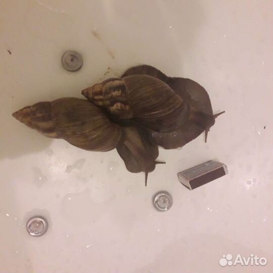 1 Улитка ахатин бесплатно