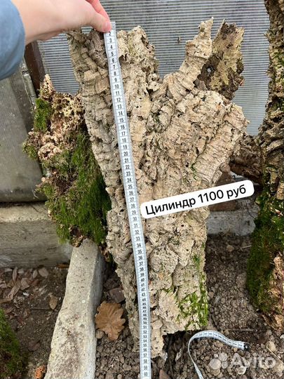 Кора пробкового дуба