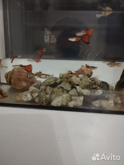 Рыбы гупики