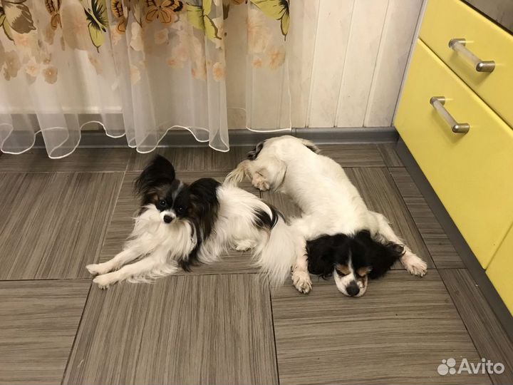 Зооняня, передержка животных