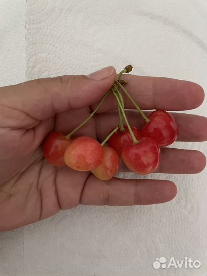 Черешня вишня с доставкой