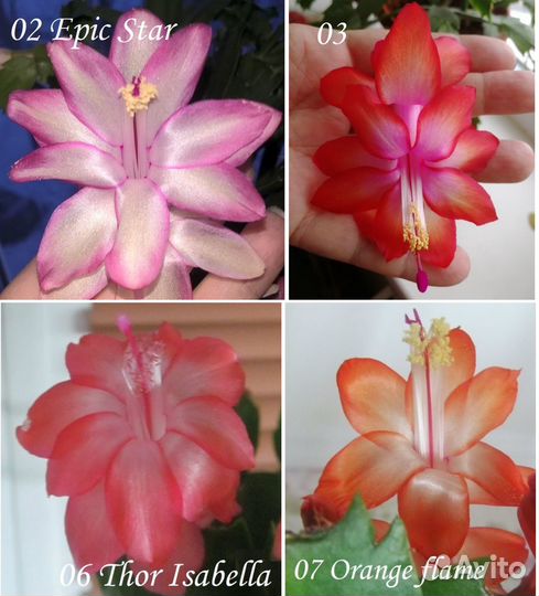 Декабрист (шлюмбергера или рождественский кактус)