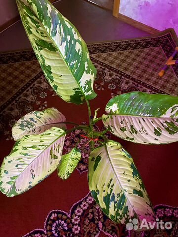 Диффенбахия «Индонезия « (Аврора)