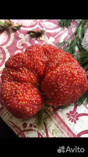 Саженцы сортовой клубники