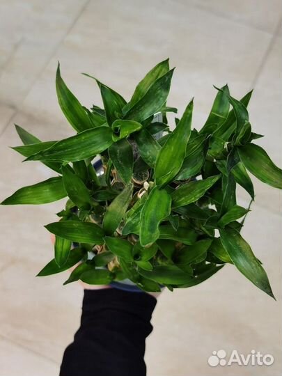 Бамбук Счастья или Драцена Лаки, комнатные цветы