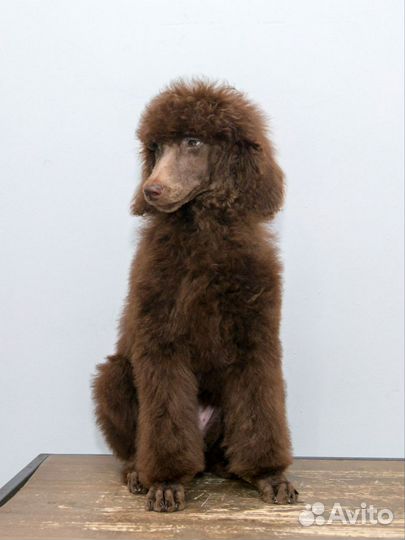 Королевский пудель