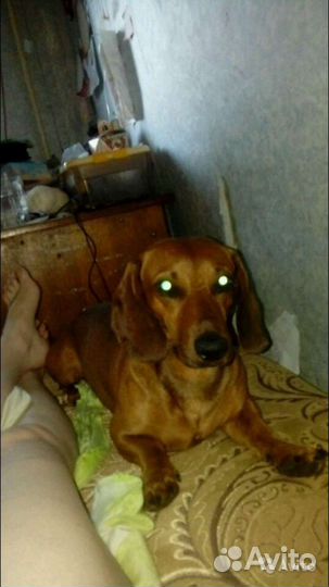 Такса вязка