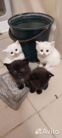 Котята девочки