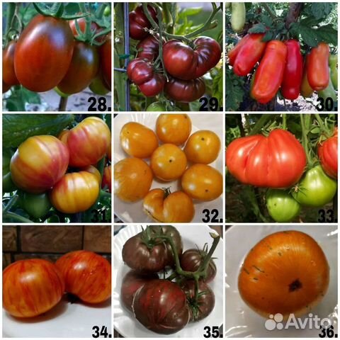 Семена коллекционных томатов