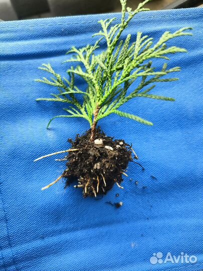 Черенки саженцы туи смарагд