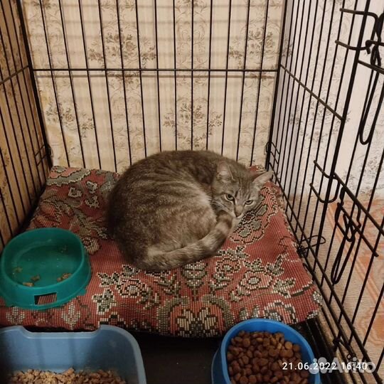 Кошечке нужен дом. Живёт в клетке