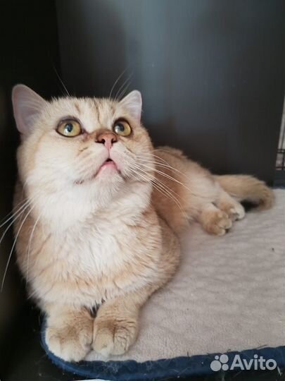 Шотландский кот