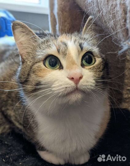 Кошка барыня