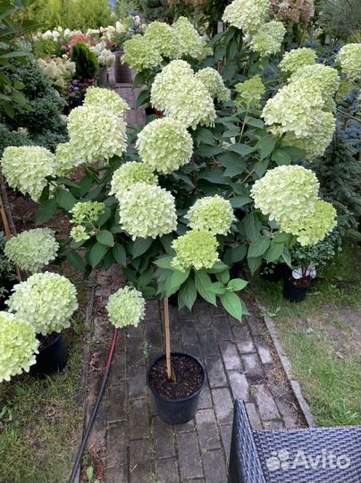 Гортензия Лайм Лайт, Вимс Ред, Кенделайн - Штамбы