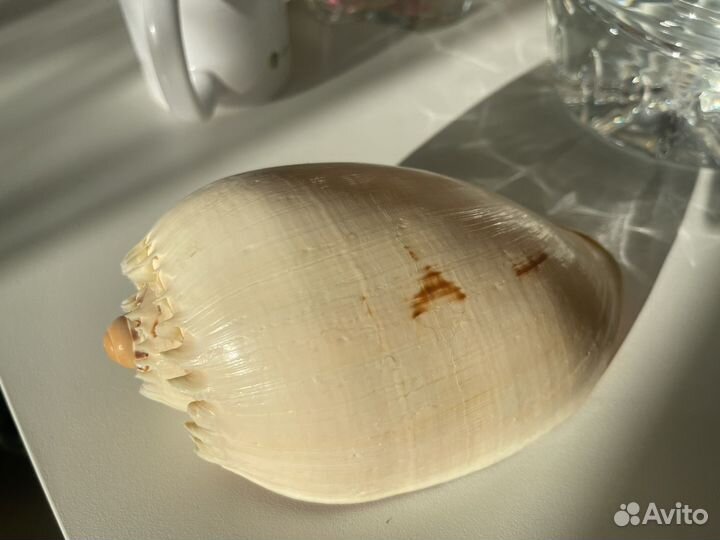 Морские раковины