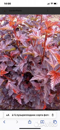 Пузыреплодник Ол Блэк