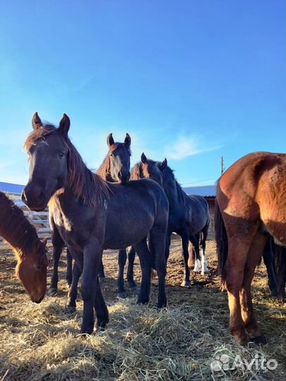Продажа лошадей