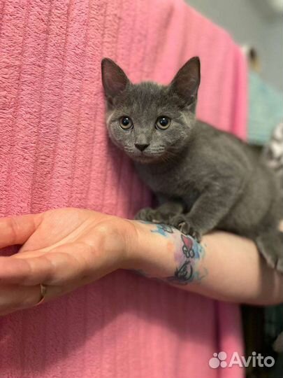 Британка котенок кот кошка в добрые руки