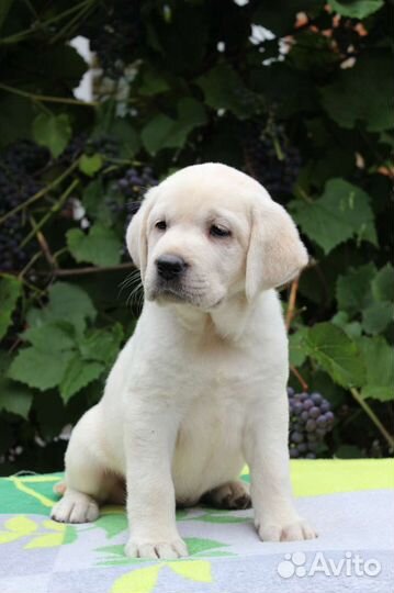 Щенки лабрадора
