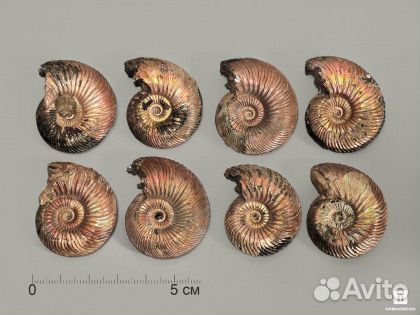 Аммониты окаменелости 1 кг