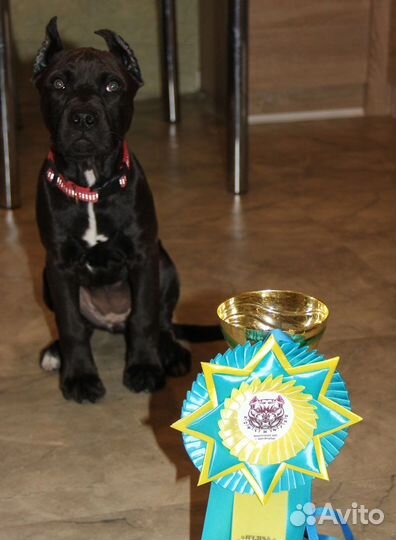 Прайтер питбуль