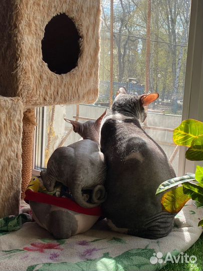 Канадский сфинкс мальчик