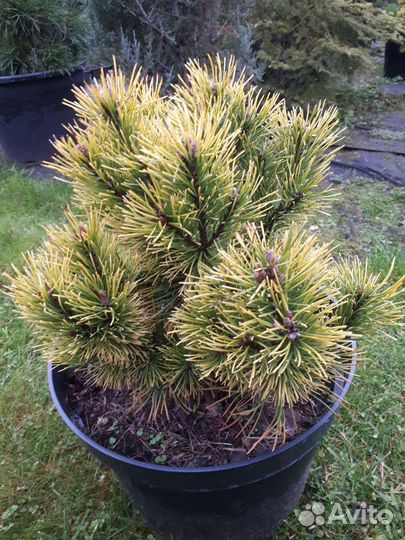 Сосна горная Зюндерт