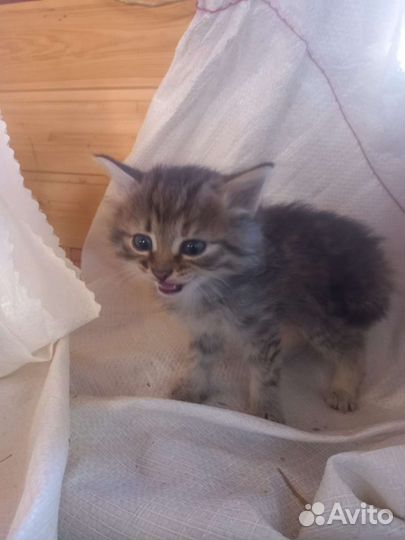 Сибирские котята