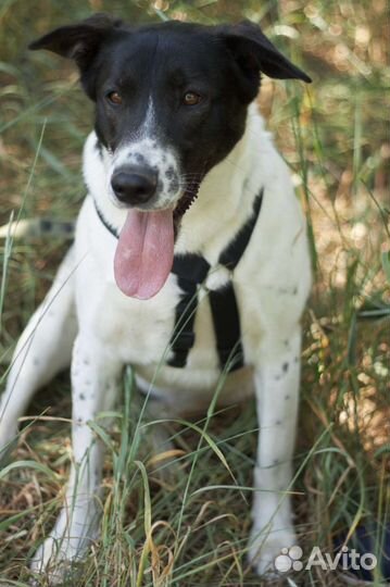 Добрый Смоки хочет домой