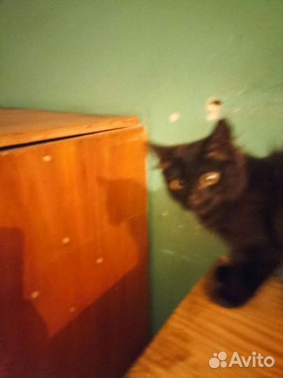 Отдам котенка,мальчик