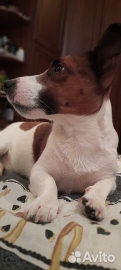 Джек Рассел Терьер. Вязка