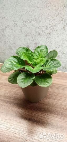 Сортовые фиалки